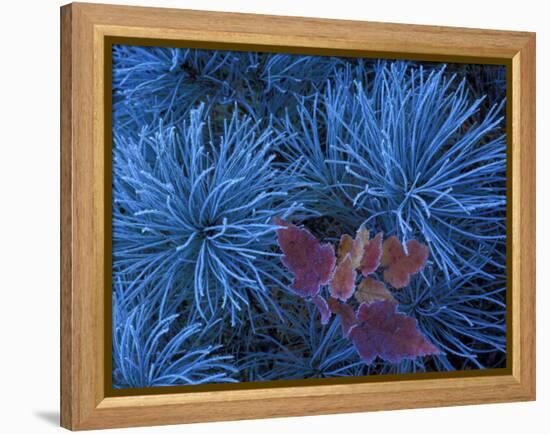 Frosty Maple Seedling in Pine Tree, Wetmore, Michigan, USA-Claudia Adams-Framed Premier Image Canvas