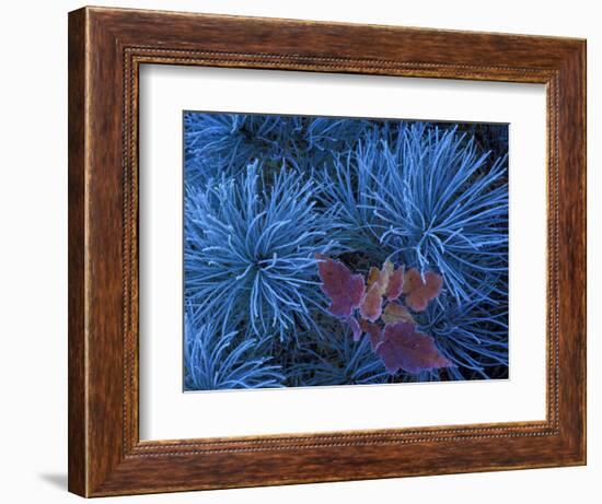 Frosty Maple Seedling in Pine Tree, Wetmore, Michigan, USA-Claudia Adams-Framed Photographic Print