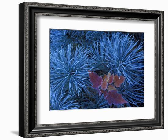 Frosty Maple Seedling in Pine Tree, Wetmore, Michigan, USA-Claudia Adams-Framed Photographic Print