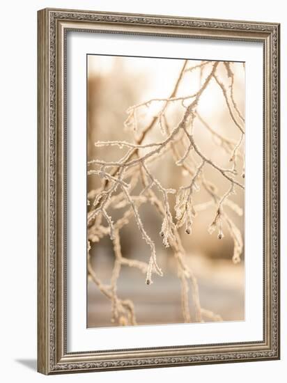 Frosty Morning 6-Mareike Böhmer-Framed Giclee Print