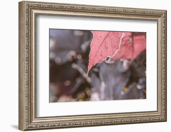 Frosty Red Leaves 2-null-Framed Photographic Print