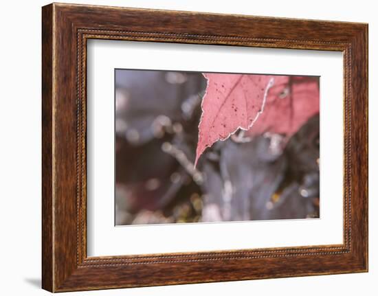 Frosty Red Leaves 2-null-Framed Photographic Print