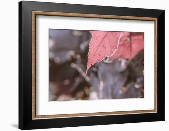 Frosty Red Leaves 2-null-Framed Photographic Print