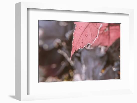 Frosty Red Leaves 2-null-Framed Photographic Print