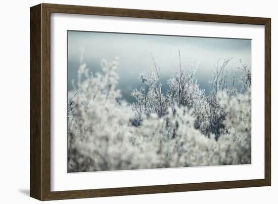 Frosty Sage Abstract I, Grand Teton, Wyoming-null-Framed Photographic Print