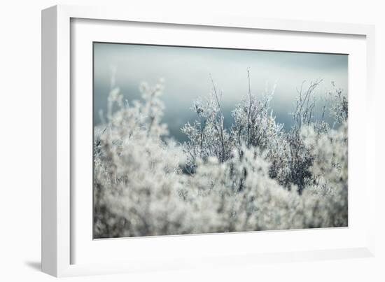 Frosty Sage Abstract I, Grand Teton, Wyoming-null-Framed Photographic Print