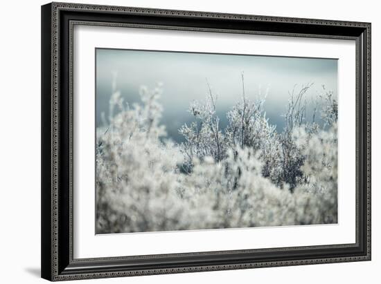 Frosty Sage Abstract I, Grand Teton, Wyoming-null-Framed Photographic Print