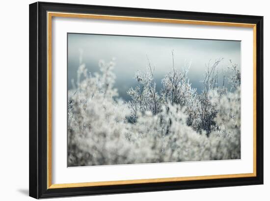 Frosty Sage Abstract I, Grand Teton, Wyoming-null-Framed Photographic Print