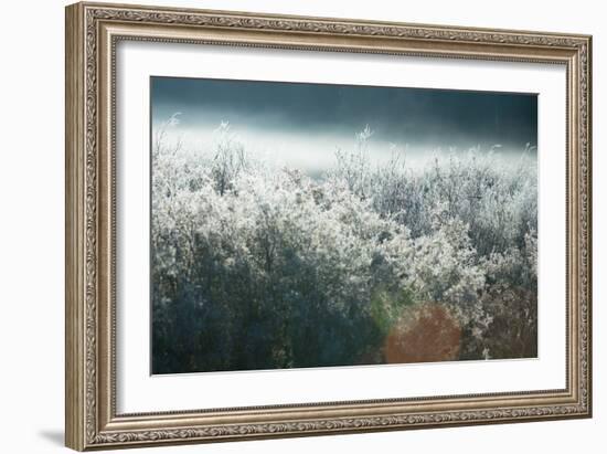 Frosty Sage Abstract III, Grand Teton, Wyoming-null-Framed Photographic Print