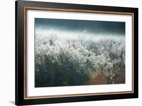 Frosty Sage Abstract III, Grand Teton, Wyoming-null-Framed Photographic Print