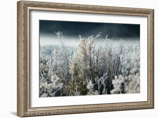 Frosty Sage Abstract IV, Grand Teton, Wyoming-null-Framed Photographic Print