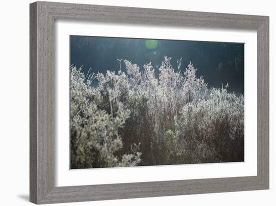 Frosty Sage Abstract VI, Grand Teton, Wyoming-null-Framed Photographic Print