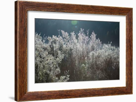 Frosty Sage Abstract VI, Grand Teton, Wyoming-null-Framed Photographic Print