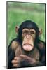 Frowning Chimpanzee-DLILLC-Mounted Photographic Print