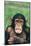 Frowning Chimpanzee-DLILLC-Mounted Photographic Print