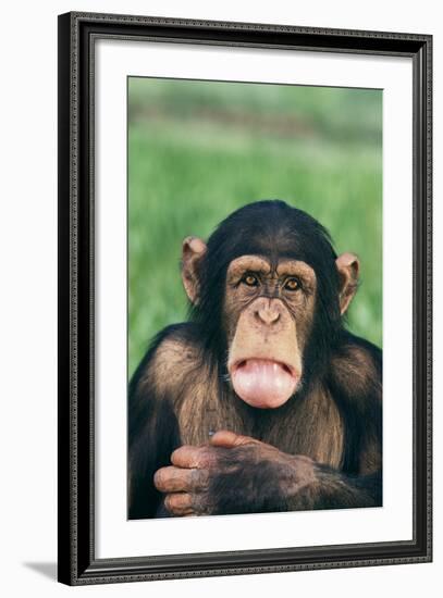 Frowning Chimpanzee-DLILLC-Framed Photographic Print