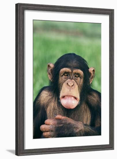 Frowning Chimpanzee-DLILLC-Framed Photographic Print