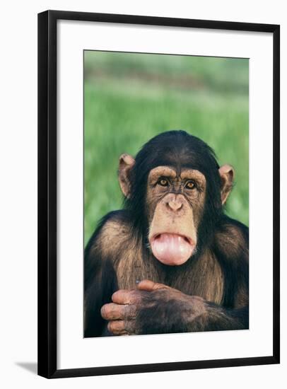 Frowning Chimpanzee-DLILLC-Framed Photographic Print