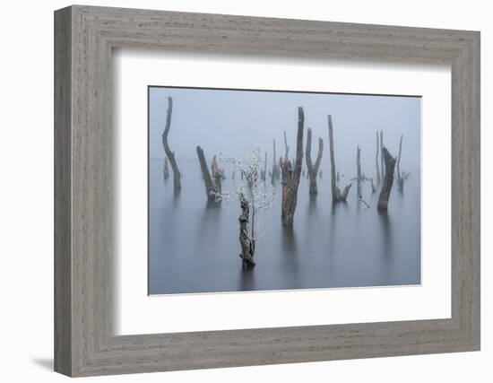 Frozen and foggy world ........-Piet Haaksma-Framed Photographic Print