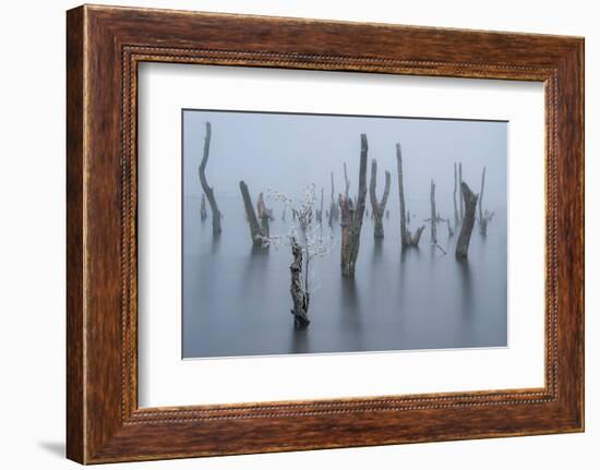 Frozen and foggy world ........-Piet Haaksma-Framed Photographic Print