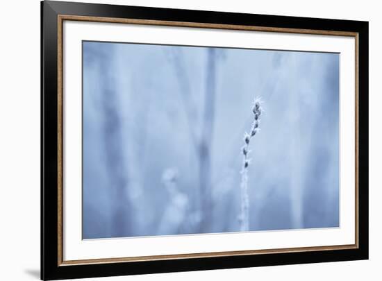 Frozen Beauty-Andreas Stridsberg-Framed Giclee Print