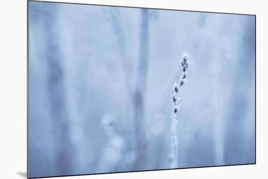 Frozen Beauty-Andreas Stridsberg-Mounted Giclee Print