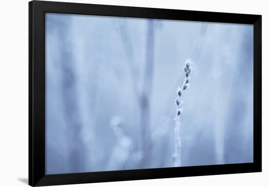 Frozen Beauty-Andreas Stridsberg-Framed Giclee Print