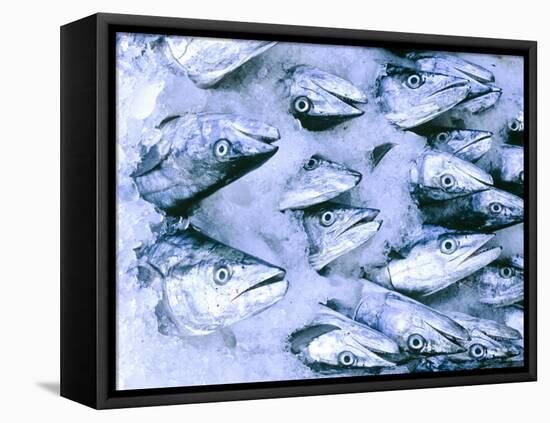 Frozen Fish at the Market in Malpe, Near Udupi, State of Karnataka, South India-Paul Harris-Framed Premier Image Canvas