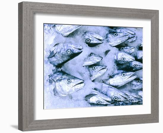 Frozen Fish at the Market in Malpe, Near Udupi, State of Karnataka, South India-Paul Harris-Framed Photographic Print