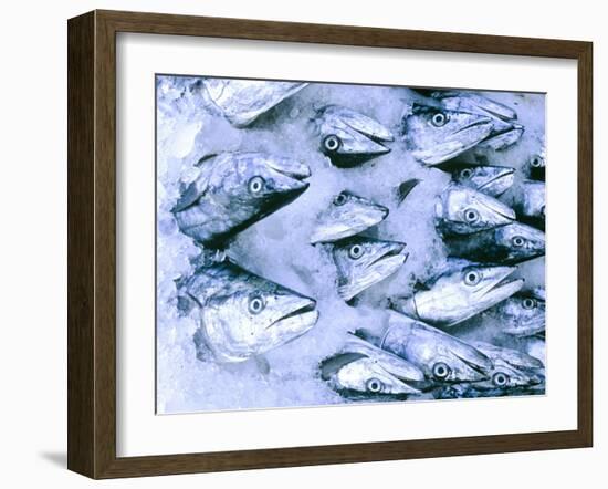 Frozen Fish at the Market in Malpe, Near Udupi, State of Karnataka, South India-Paul Harris-Framed Photographic Print