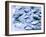 Frozen Fish at the Market in Malpe, Near Udupi, State of Karnataka, South India-Paul Harris-Framed Photographic Print