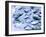 Frozen Fish at the Market in Malpe, Near Udupi, State of Karnataka, South India-Paul Harris-Framed Photographic Print