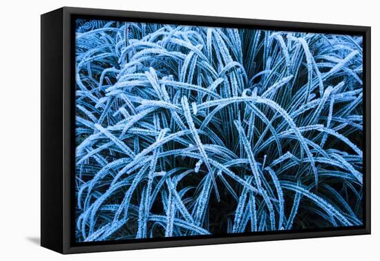 Frozen Grasses In Olympic National Park, WA-Justin Bailie-Framed Premier Image Canvas