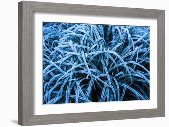 Frozen Grasses In Olympic National Park, WA-Justin Bailie-Framed Photographic Print