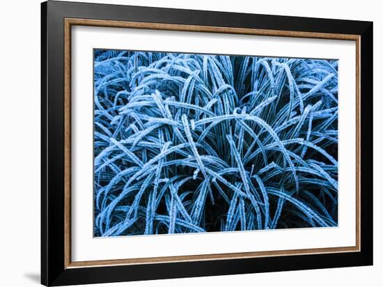 Frozen Grasses In Olympic National Park, WA-Justin Bailie-Framed Photographic Print