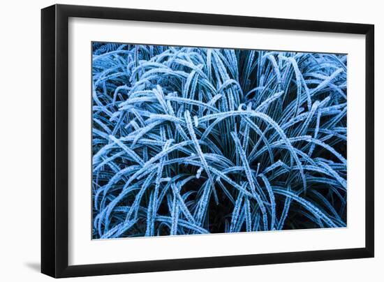 Frozen Grasses In Olympic National Park, WA-Justin Bailie-Framed Photographic Print
