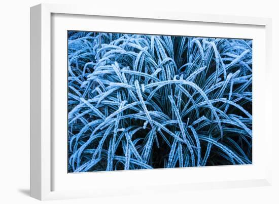 Frozen Grasses In Olympic National Park, WA-Justin Bailie-Framed Photographic Print