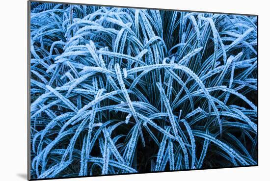 Frozen Grasses In Olympic National Park, WA-Justin Bailie-Mounted Photographic Print