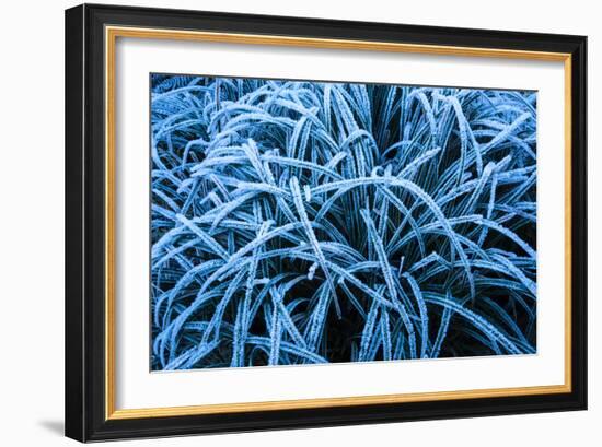 Frozen Grasses In Olympic National Park, WA-Justin Bailie-Framed Photographic Print