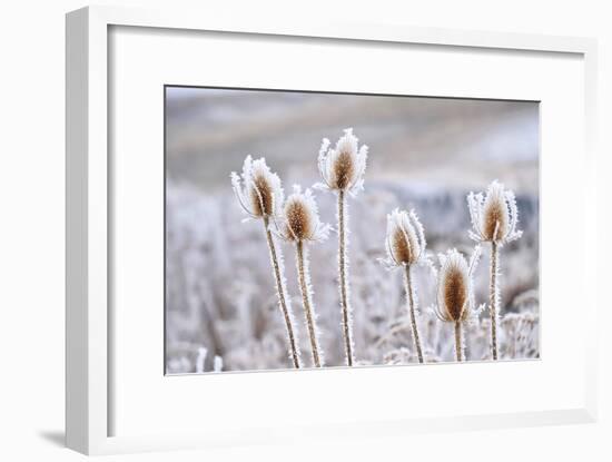 Frozen Icy Flowers in Winter. Rime or Hoar Frost on Teasel (Dipsacus Sylvestris) on Foggy Winter Da-null-Framed Premium Photographic Print