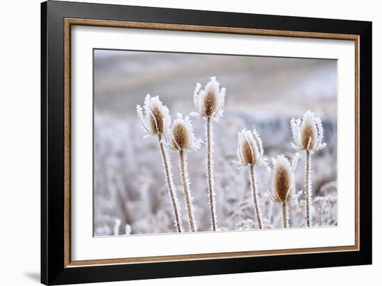 Frozen Icy Flowers in Winter. Rime or Hoar Frost on Teasel (Dipsacus Sylvestris) on Foggy Winter Da-null-Framed Premium Photographic Print