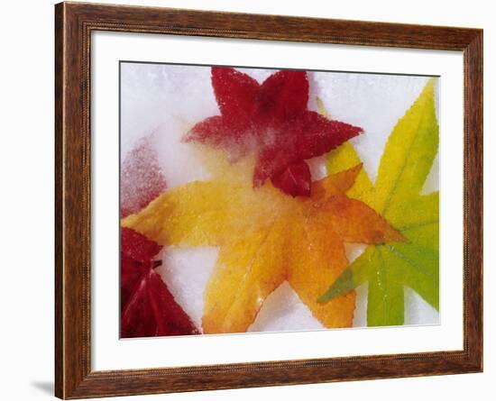 Frozen Maple Tree Leaves-Daisy Gilardini-Framed Photographic Print