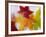 Frozen Maple Tree Leaves-Daisy Gilardini-Framed Photographic Print