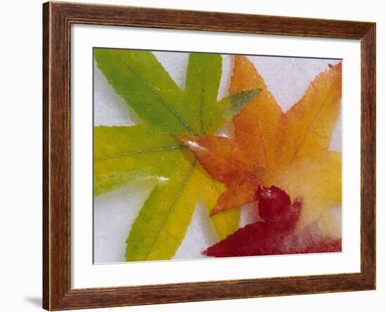 Frozen Maple Tree Leaves-Daisy Gilardini-Framed Photographic Print