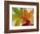 Frozen Maple Tree Leaves-Daisy Gilardini-Framed Photographic Print