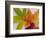 Frozen Maple Tree Leaves-Daisy Gilardini-Framed Photographic Print