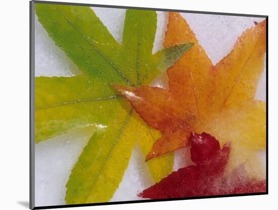 Frozen Maple Tree Leaves-Daisy Gilardini-Mounted Photographic Print