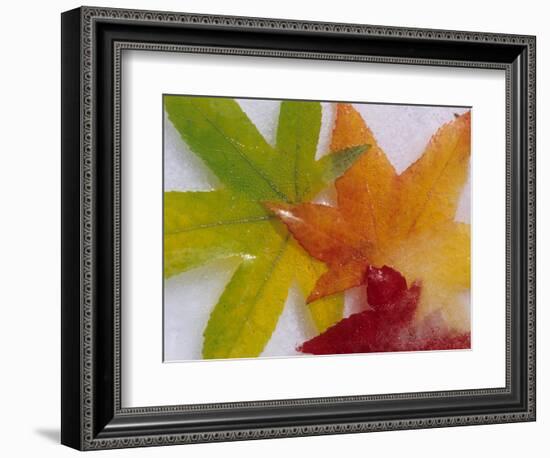 Frozen Maple Tree Leaves-Daisy Gilardini-Framed Photographic Print