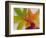 Frozen Maple Tree Leaves-Daisy Gilardini-Framed Photographic Print