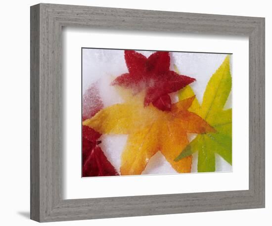 Frozen Maple Tree Leaves-Daisy Gilardini-Framed Photographic Print